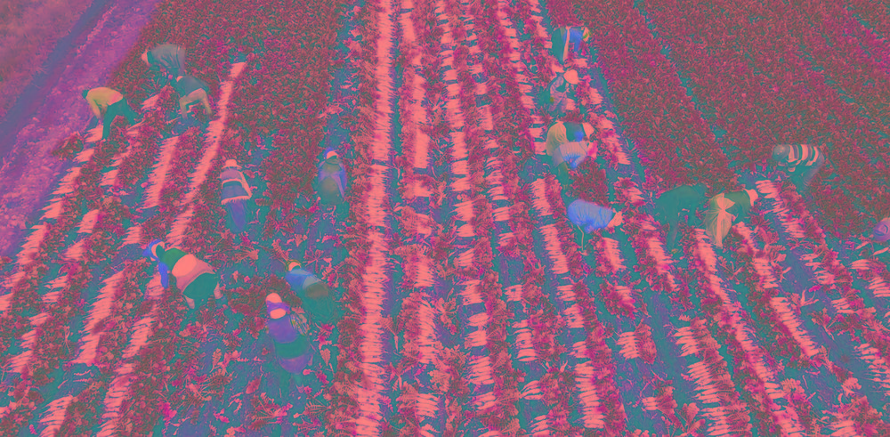 理塘縣高山蘿.jpg 理塘縣高山蘿.jpg